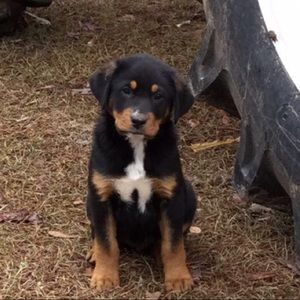 Meet your Posher, Mccoy